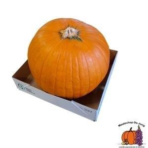 <h4>CUC HALLOWEEN</h4>