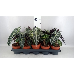 Alocasia amazonica 'Polly'