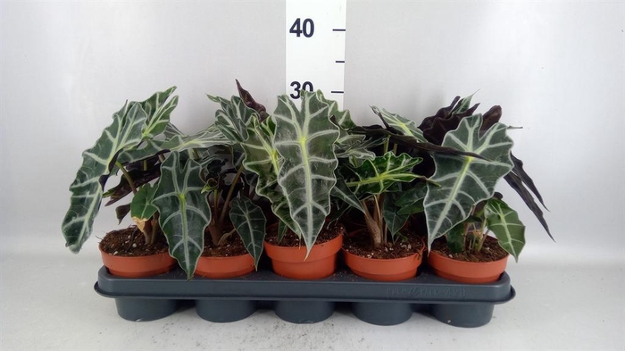 <h4>Alocasia amazonica 'Polly'</h4>