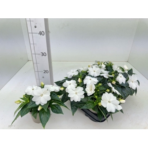 IMPAT PETTIC WHITE