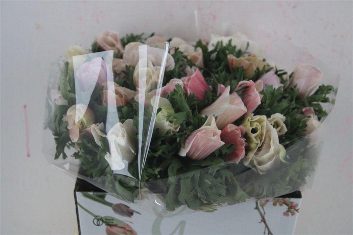 <h4>Anem Mistral White Salmon</h4>