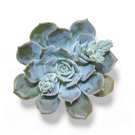 Echeveria Snowbunny Cutflower Wincx-8cm