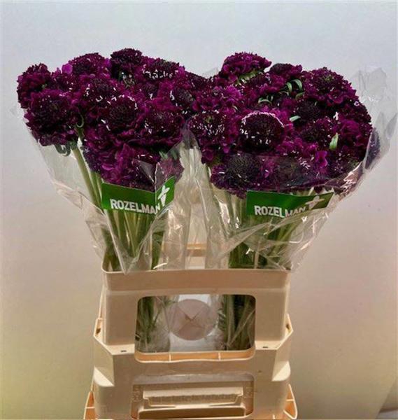 <h4>Scabiosa Dark Purple Scoob Rozelman Ziv</h4>