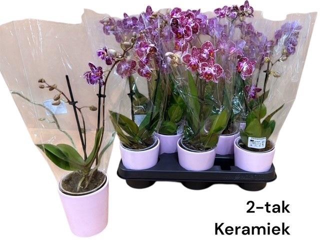 <h4>ARR PHALA MT 14+</h4>