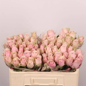 R GR PINK ATHENA
