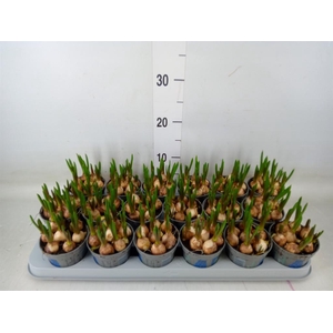 Muscari  'Magic Blue'