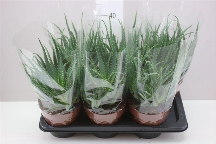 <h4>Aloe Arborescens</h4>