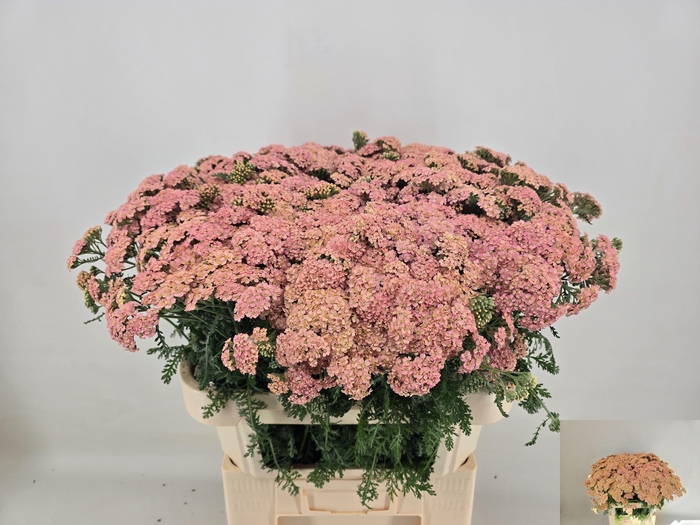 <h4>ACHIL M LIEKIO</h4>