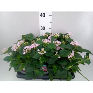 Pentas lanceolata 'Starclust Laven'