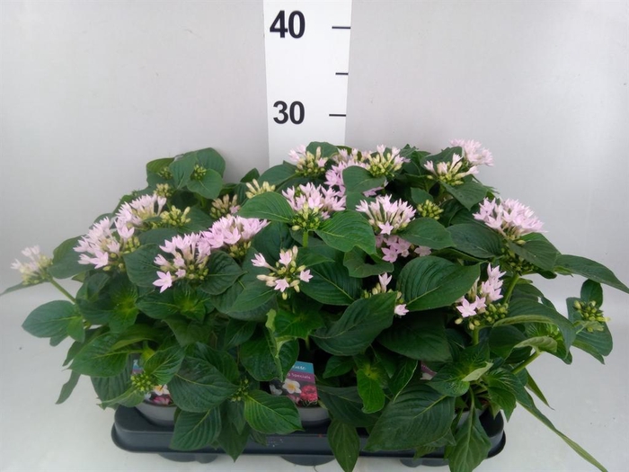 <h4>Pentas lanceolata 'Starclust Laven'</h4>