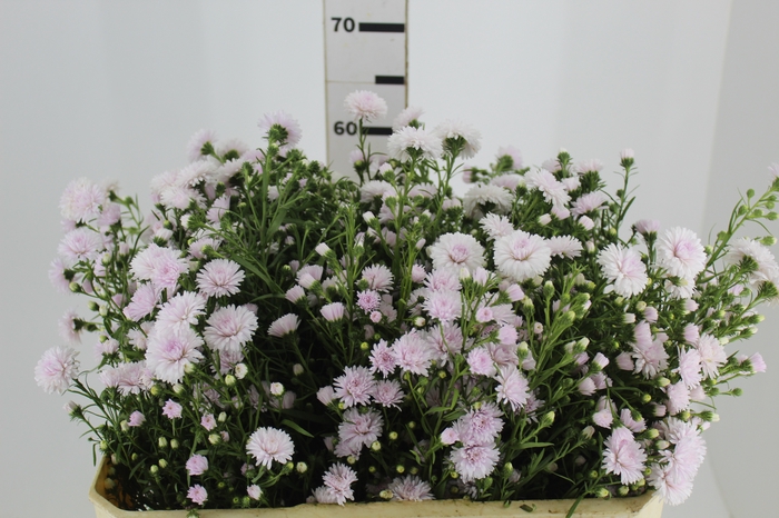 <h4>ASTER MARIANA 060 CM ROSA CLARO</h4>