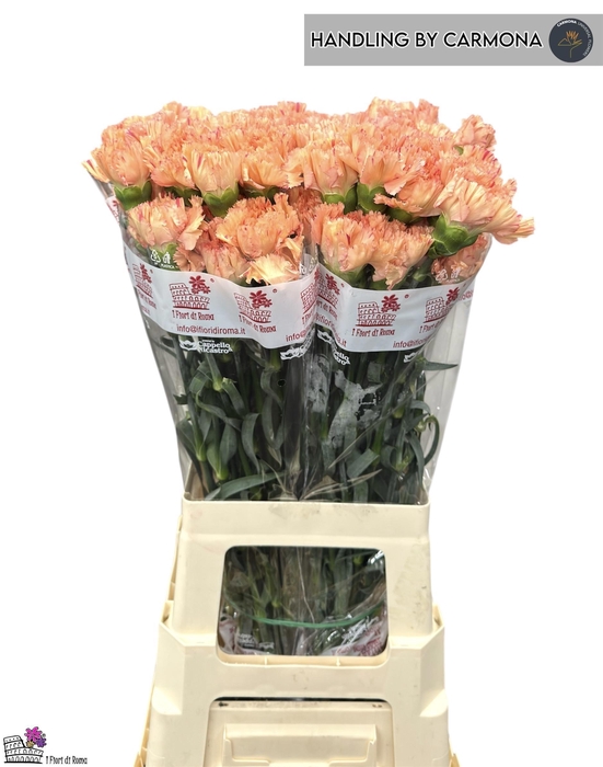 <h4>DI ST DAFNE</h4>