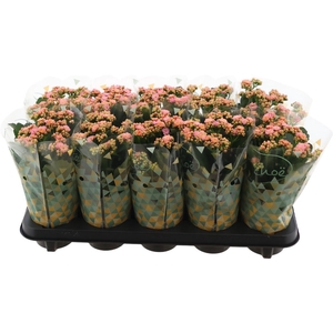 Kal Ge Perfecta Pink