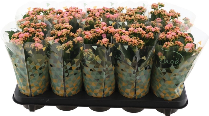 <h4>Kal Ge Perfecta Pink</h4>