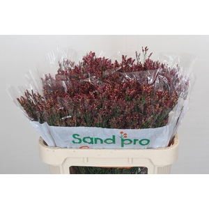 Limonium S Scarlet Diamond