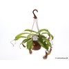 NEPENTHES ALATA P15 NR 174 HANGPOT