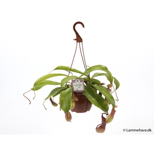 NEPENTHES ALATA P15 NR 174 HANGPOT