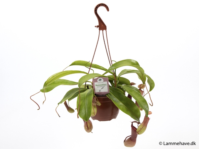 <h4>NEPENTHES ALATA P15 NR 174 HANGPOT</h4>