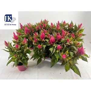 Cel Pl Kel Fire Pink