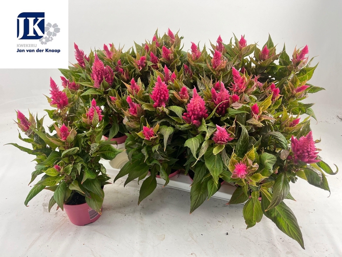<h4>CEL PL KEL FIRE PINK</h4>