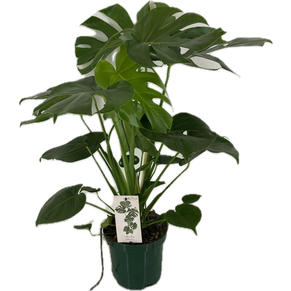 <h4>Monstera deliciosa p19</h4>