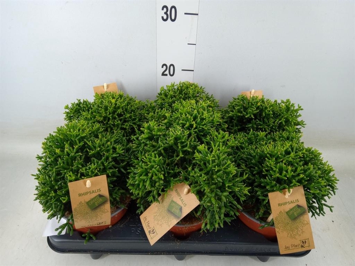 <h4>Rhipsalis   ...</h4>