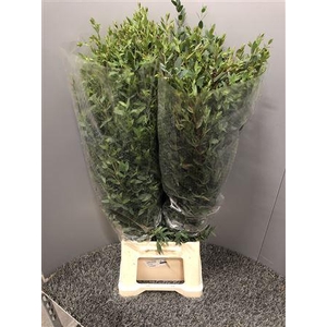 Euca Parvifolia 350gr Frane