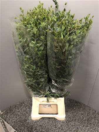 Euca Parvifolia 350gr France