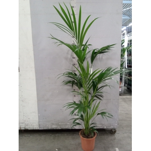 Howea forsteriana