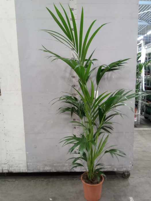 <h4>Howea forsteriana</h4>