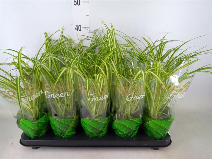 <h4>Chlorophytum cos. 'Atlantic'</h4>