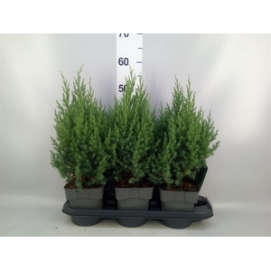 Juniperus chinensis 'Stricta'