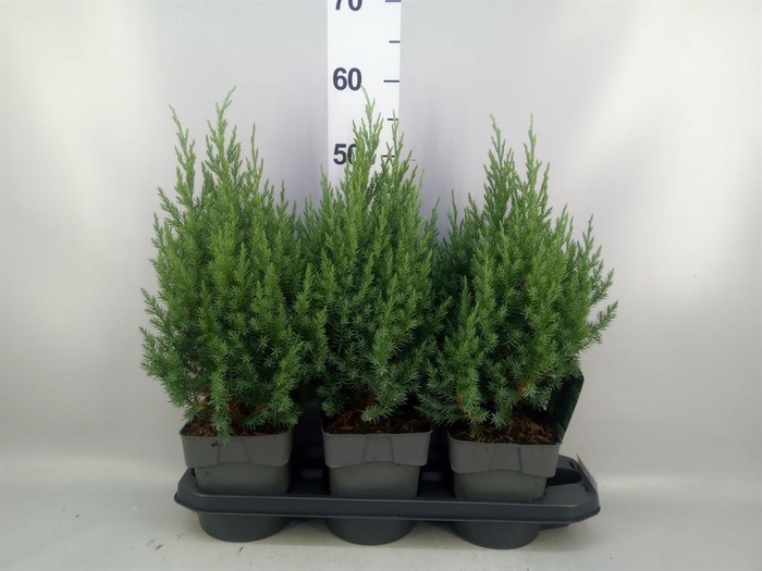 <h4>Juniperus chinensis 'Stricta'</h4>