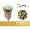 GYPS PA ZI DISCOVERY 30GR