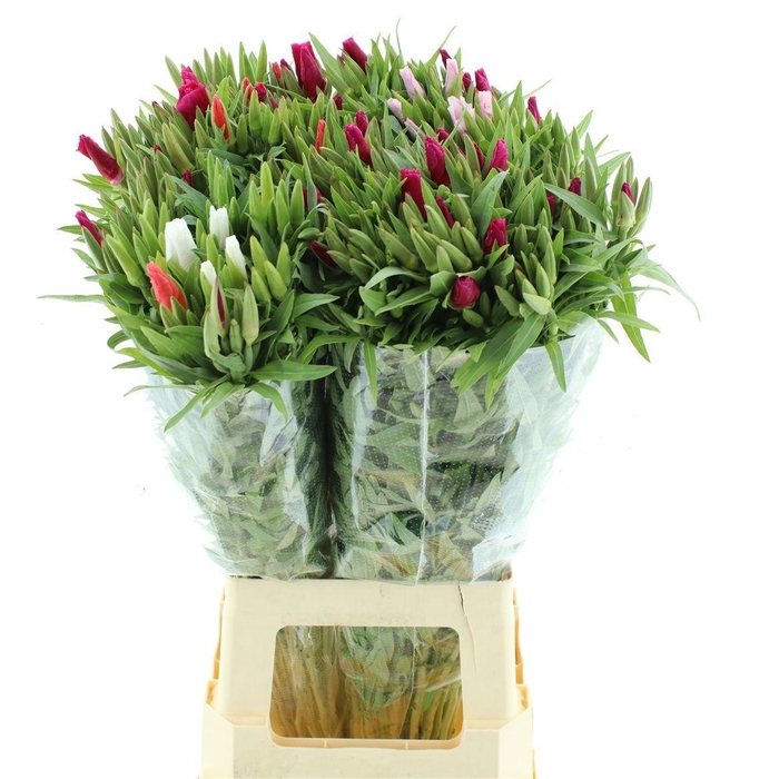<h4>CLARKIA AM GEM IN BS</h4>