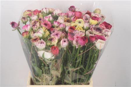 <h4>Ran El Cappuccino</h4>