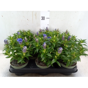 Gentiana   ...