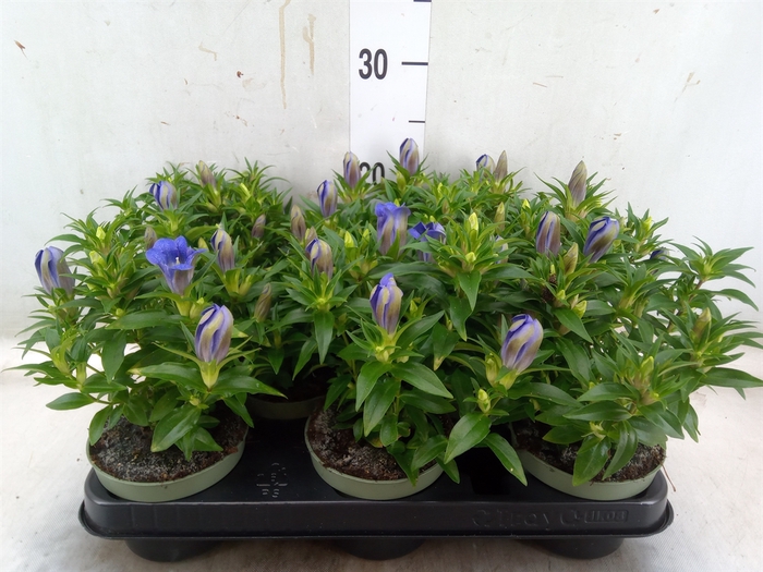 <h4>Gentiana   ...</h4>
