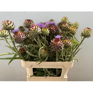 CYNARA CARDUNCULUS