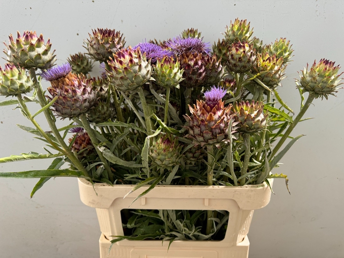 <h4>CYNARA CARDUNCULUS</h4>