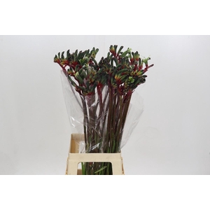 Anigozanthos Royal Cheer