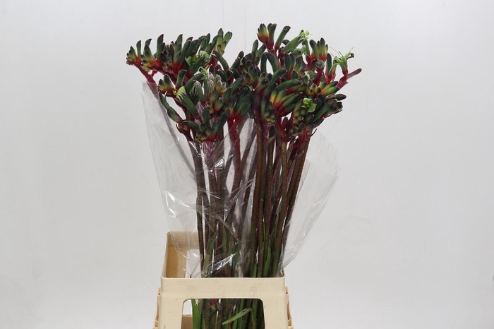 <h4>Anigozanthos Royal Cheer</h4>