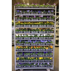 Vio F1 Hybr Mixk 1 Kleur Per Tray