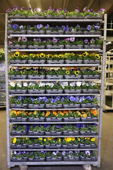 <h4>arr8 Vio F1 Hybr Mixk 1 Kleur Per Tray</h4>