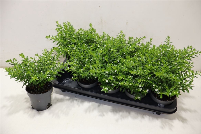 <h4>arr8 Cuph Hyssopifolia</h4>