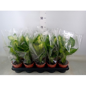 Dieffenbachia  'Compacta'