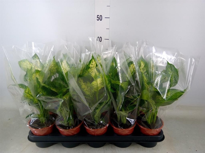 <h4>Dieffenbachia  'Compacta'</h4>