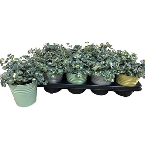 SEDUM SI MEDIOVARIEG