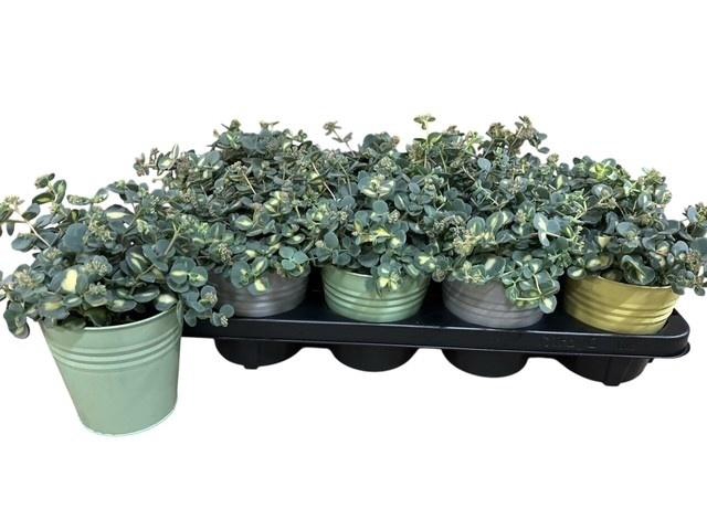 <h4>SEDUM SI MEDIOVARIEG</h4>