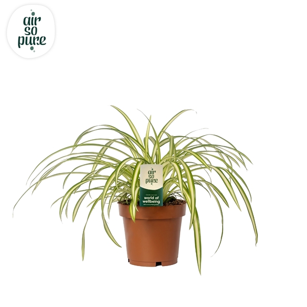 <h4>Chlorophytum Atlantic 12cm (zonder hoes)</h4>